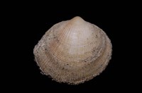 藏品(日本笠蚶)的圖片